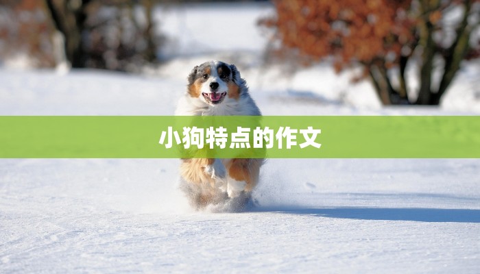 小狗特点的作文 小狗特点的作文